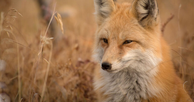 Cunning as a fox? How to save money hiring an electrician in darwin